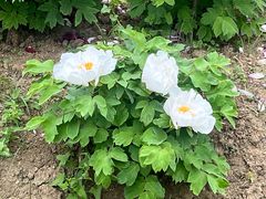 -合肥三国新城遗址公园