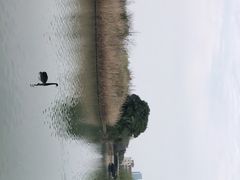 -西山漾湿地公园