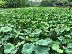 -龙头寺公园