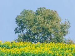 -三圣花乡旅游区