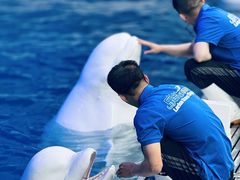 -秦皇岛乐岛海洋王国