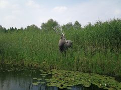 -溱湖国家湿地公园