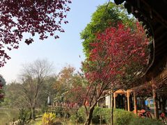 -三圣花乡旅游区