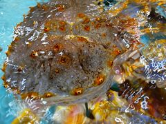 -渔民新村(番禺总店)