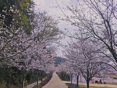 -绵阳盛世樱花悠乐谷