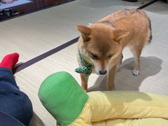 -逗柴咖啡屋·狗咖猫咖宠物桌游