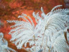 -昆山城市生态森林公园
