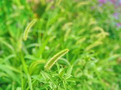 -红花山公园