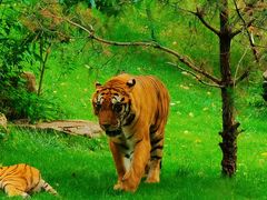 -北京野生动物园