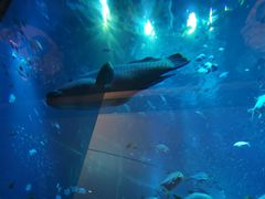 -亚特兰蒂斯•OSSIANO奥西亚诺海底餐厅