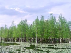 -白鹭湾湿地公园