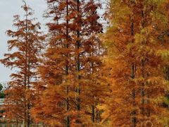 -白鹭湾湿地公园