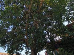-天后宫岭南民俗文化街