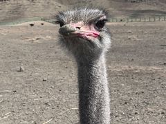 -新疆天山野生动物园