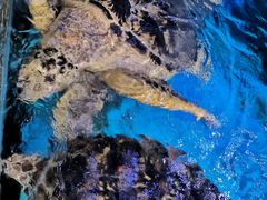 -烟台海昌鲸鲨海洋公园