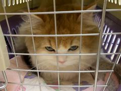 -安安宠医宠物医院·异宠·犬猫内科(岳阳分院)