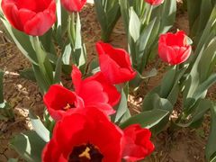 -洛阳郁金香牡丹园