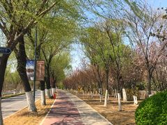 -天津东丽湖风景区