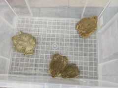 -华声天桥民俗文化园