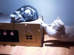 -有猫主题·治愈系猫咖(曾厝垵店)