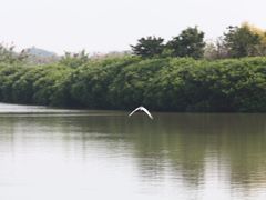 -大湾区中央湿地公园