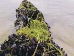 -北海金海湾红树林生态旅游区