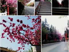 android_upload_pic-圆通禅寺
