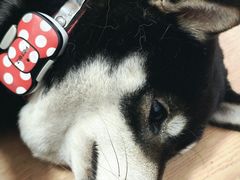 -是阿柴呀！柴犬咖啡·爱喵喵猫咖