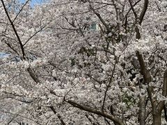 -西北湖绿化广场