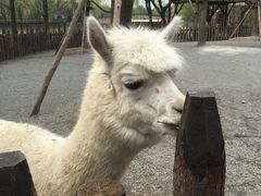 -上海野生动物园老虎餐厅