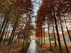 -昆山城市生态森林公园