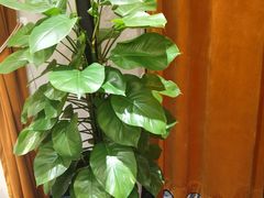-湖北三五醇酒店·35年新楚菜