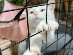 -树洞桌游宠咖小酒馆