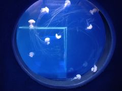 -乌鲁木齐海洋馆