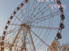 -顾村公园