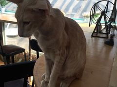 -猫小院猫主题咖啡厅(北锣店)