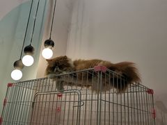 -酷豆宠物咖啡·宠物美食·撸猫馆