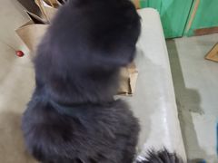-藏猫猫咖啡主题馆(中央大道店)