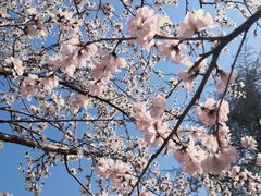 -桃花堤公园