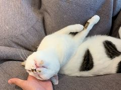 -momokira米努特·德文卷毛猫·棉花面纱犬