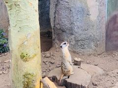 -圣地亚哥动物园