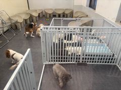-有喵·猫咖·狗咖·30几只猫10只小狗(岗厦店)