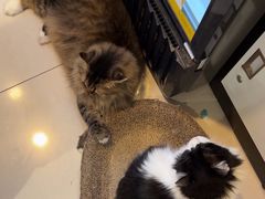 -平行世界·猫咖(首经贸店)