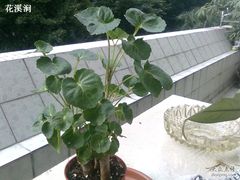-天河客运站(地铁站)