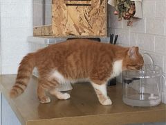 -平行世界·猫咖(首经贸店)