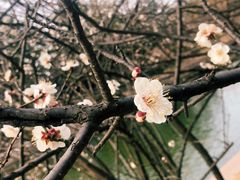 -上海市龙华烈士陵园