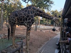 -清迈夜间动物园