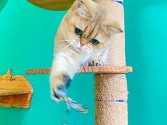-柚子猫舍·精品猫舍购猫·猫咪认养·购宠·宠物店