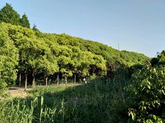 -同里国家湿地公园
