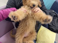 -北京观赏动物医院·24小时大型综合·猫专科·异宠专科